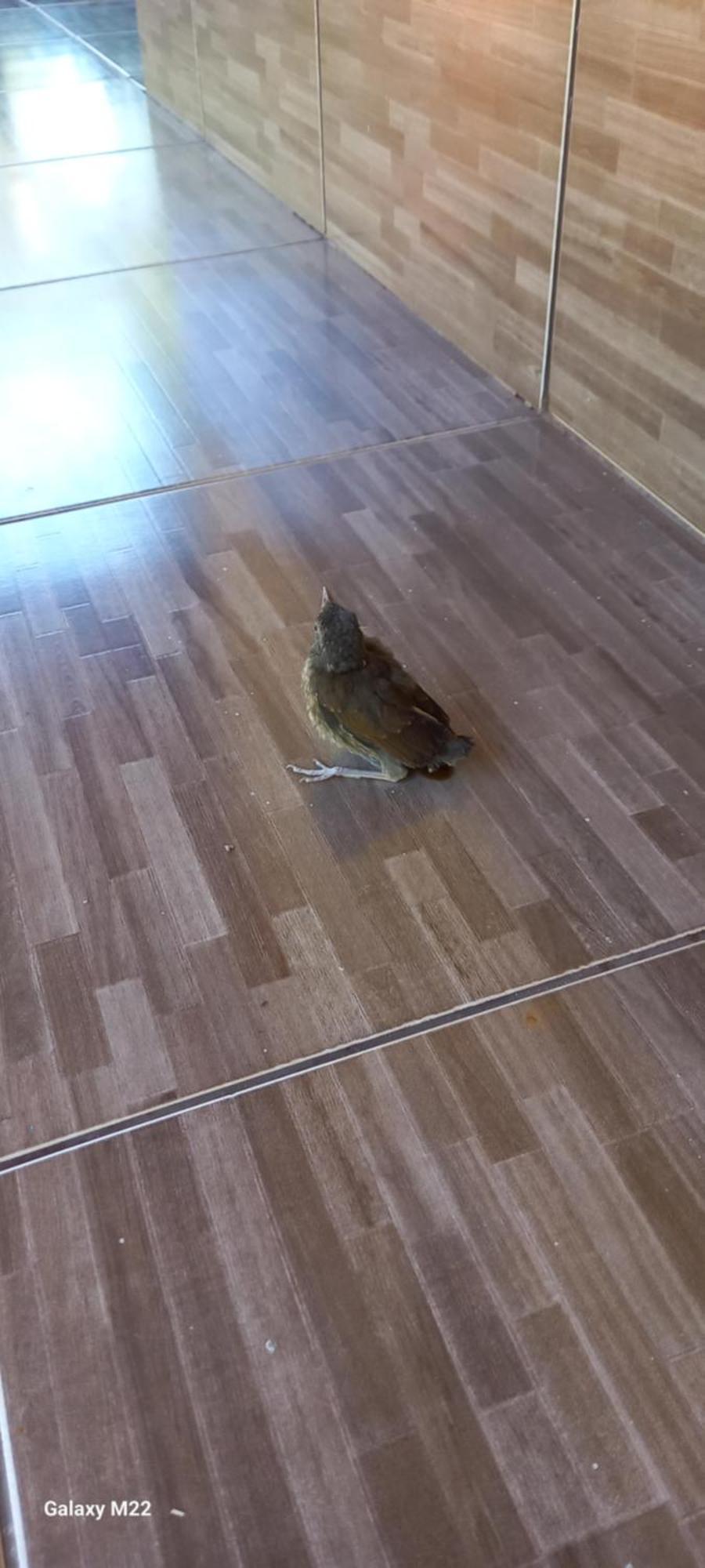 度假居 03 Canario Fogo Cunha